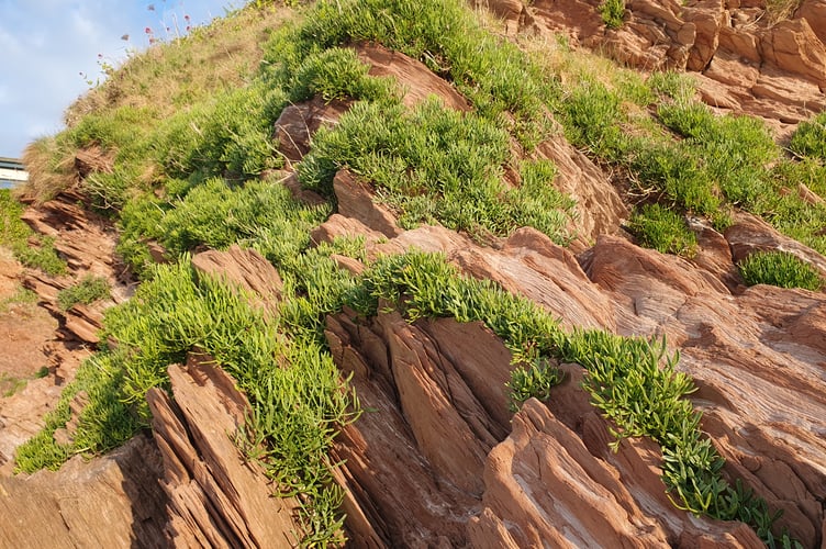 Rock Samphire by Alice Henderson