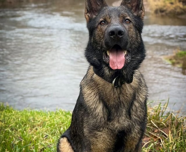 Hero police dog Saka captures motorcyclist