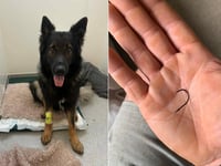 Beloved dog swallows fish hook in Bakers Park