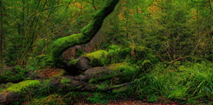 Caroline Snow | Seeing the wood for the trees