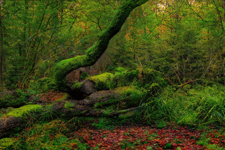 Trees - Image by Kev from Pixabay