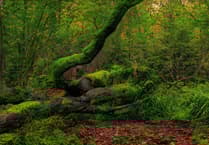 Caroline Snow | Seeing the wood for the trees