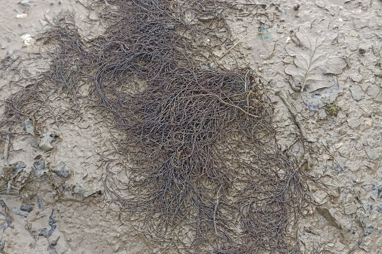 Worm wart weed ... tomorrow's problem - Nigel Mortimer