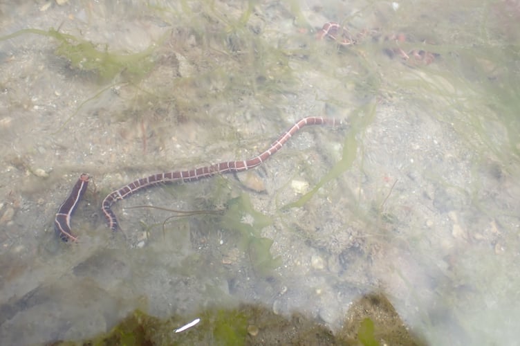 Tubulanus annulatus - Nigel Mortimer