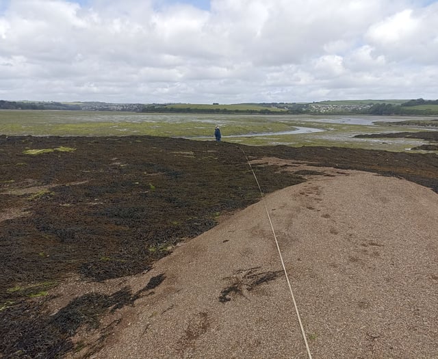 Nature Diary by Nigel Mortimer | Marine marvels cling to the Saltstone