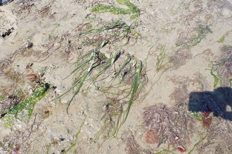 Z.marine - cluster of subtidal seagrass plants - Nigel Mortimer