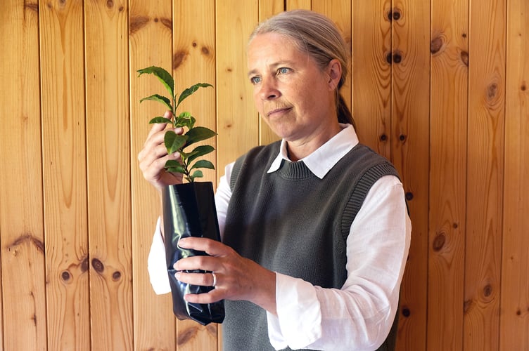 Kathryn Harper starts to pick tea leaves at Dartmoor Estate Tea in Devon.
12 tea plants have been supplied to the university of Kent to test if its possible to grow tea in space. Photo released June 24 2025. 