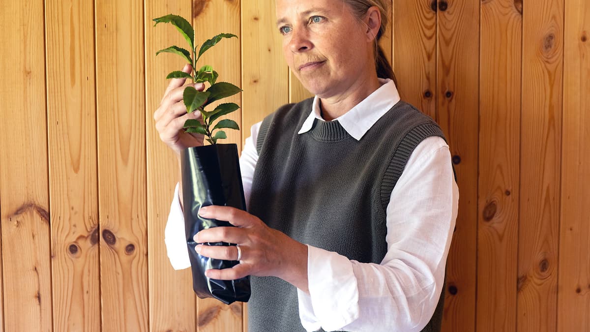 scientists explore growing tea in space