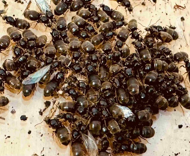 Flying ants may swarm South Hams from July 15 to 22
