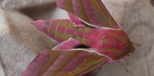 Nature Diary by Gordon Waterhouse | Uncover Modbury's Nature Wonders