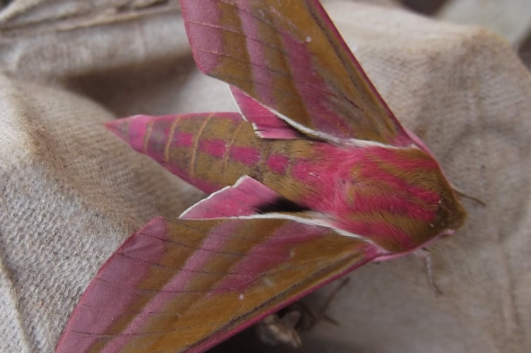 Elephant Hawk-moth in Gordon’s moth-trap - Gordon Waterhouse