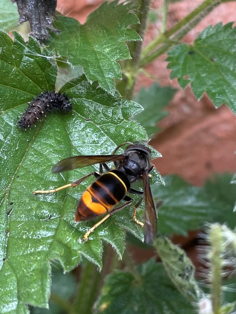 Asian Hornet