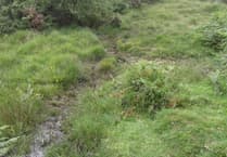 Nature Diary Gordon Waterhouse | The little bog above Shipley Bridge.