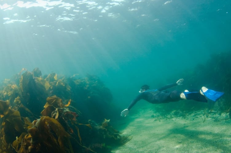 As part of National Marine Week, the Looe Snorkel Safari returns on Saturday, July 26