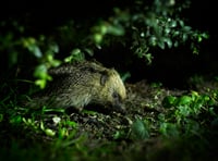 Charities urge gardeners to create wild patches for hedgehogs