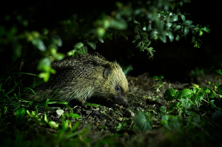 Hedgehog at night