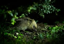 Charities urge gardeners to create wild patches for hedgehogs