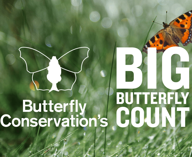 The Big Butterfly Count aiding conservation 