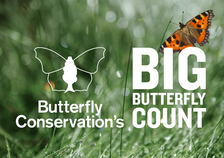 The Big Butterfly Count 2025