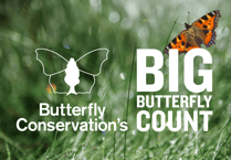 The Big Butterfly Count aiding conservation