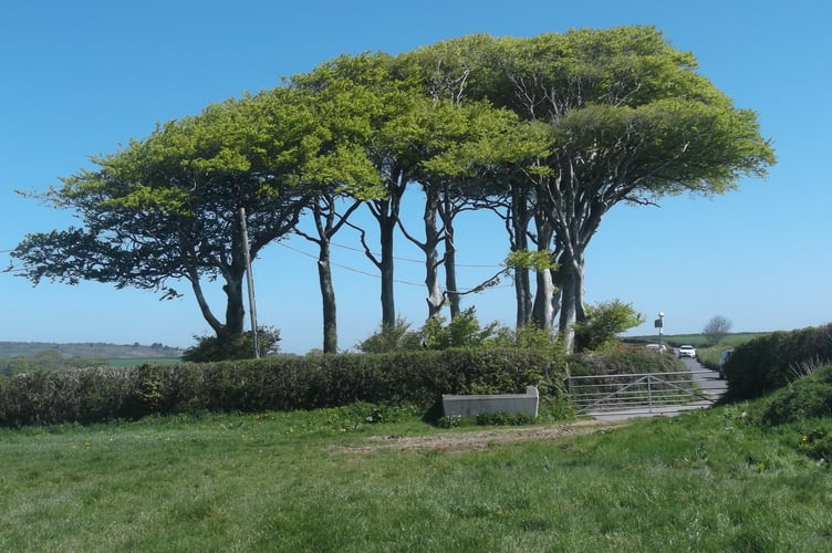 Fernhill beech trees