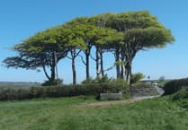 Nature Diary by Gordon Waterhouse | The quiet history above our heads