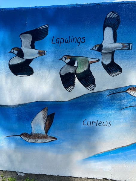 Modbury's new mural unveiled featuring Lapwings and Curlews