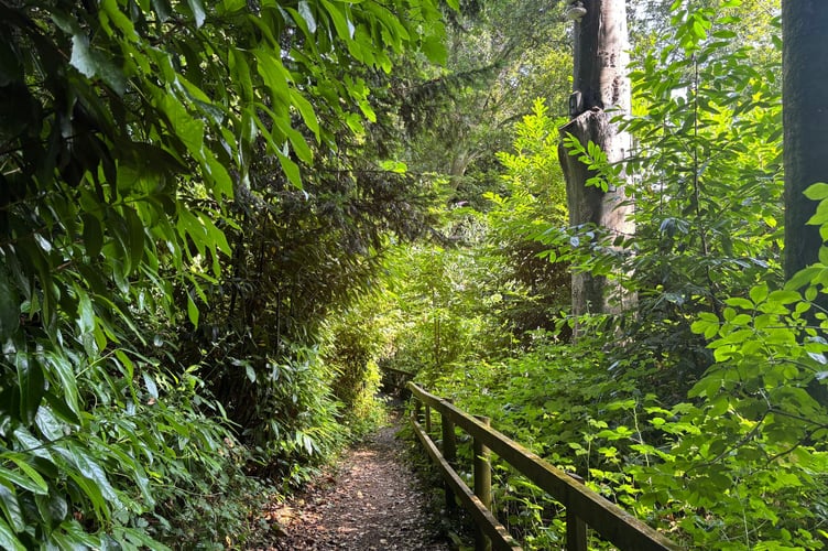 Follaton Arboretum - Carolyn Norris
