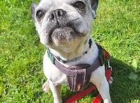  French Bulldog seeking loving home