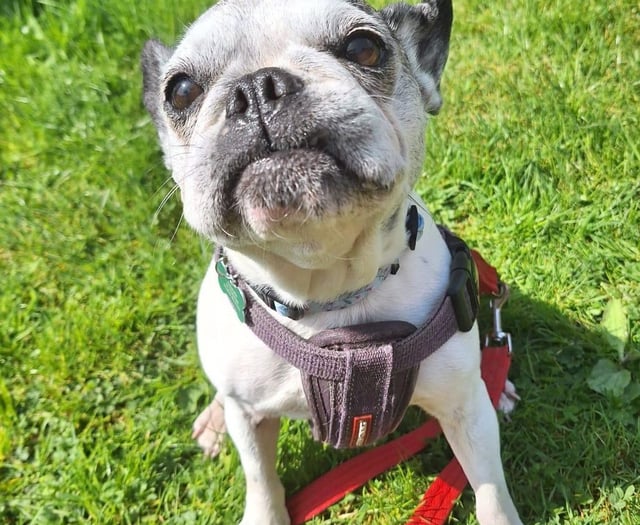  French Bulldog seeking loving home