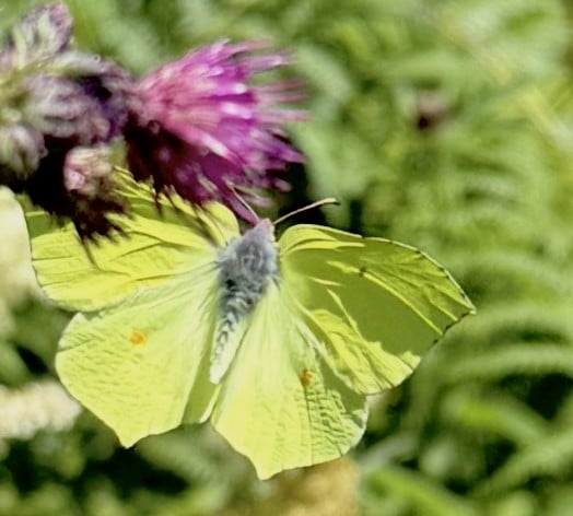 Male Brimstone Butterefly (by Rebecca Hosking)