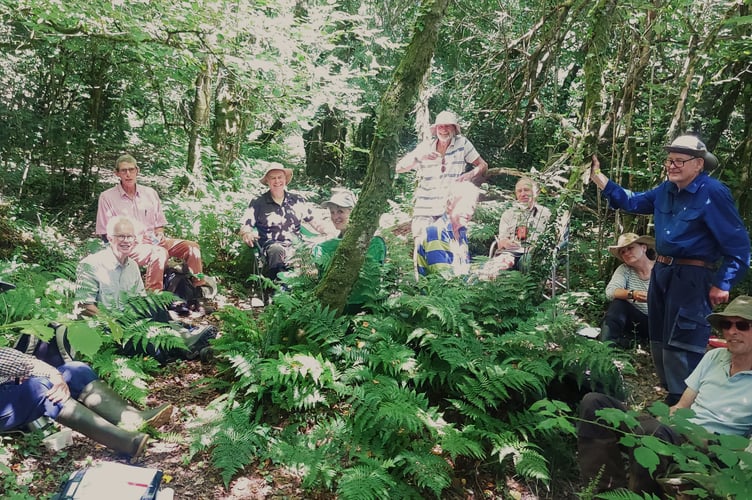 Lobelia counters in the wood (by Lineke Bosnam)