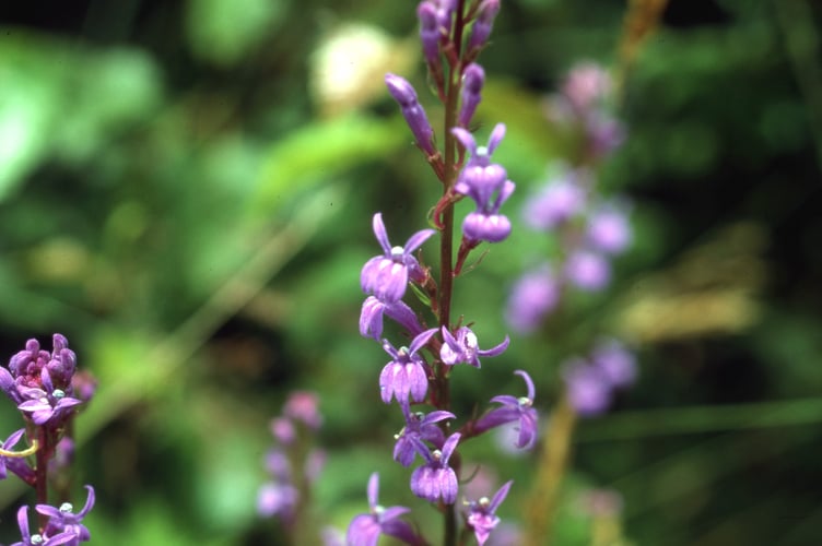 Lobelia by Bryan Ashby