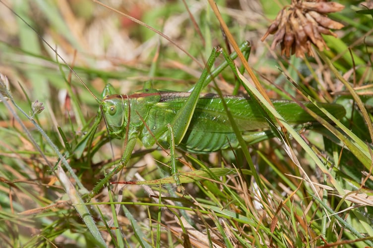 Great Green Bush-cricket - Tettigonia viridissima - Geoff Foale