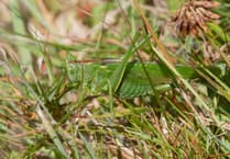 Geoff Foale's quest for bush-crickets