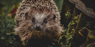 Hedgehog burned in Plymouth spurs police probe