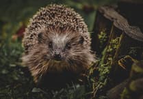 Plymouth hedgehog cruelty under investigation