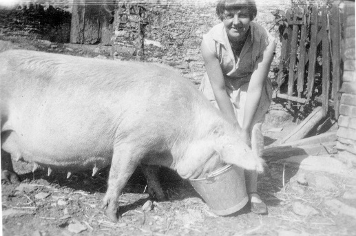 Higher Coombe Farm, East Allington - Lady feeding sow 1934