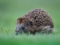 PETA offers £3,000 reward in Plymouth case