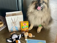 Tails from South Moor Vets | What the Woof!