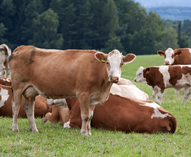 How Now's sustainable dairy expansion at Dartington Estate