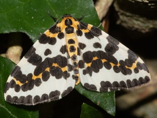 Nature Diary | Insect Life Insights from Geoff Foale