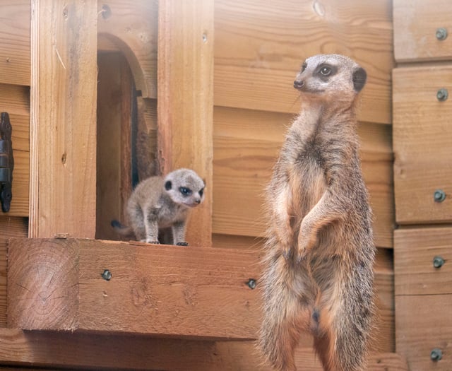 New meerkats thrive at Dartmoor Zoo