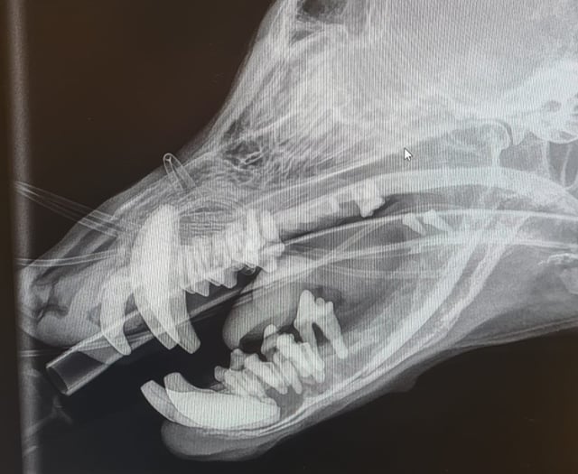 Barry's 'Rubber Jaw' Treated at South Moor