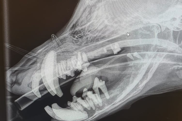 Barry's X-ray - South Moor Vets 