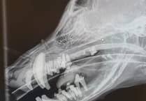 Rare 'Rubber Jaw' in Dogs: Barry's Story