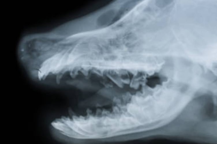 Reference Riodograph of a dog skull - South Moor Vets 