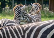 Meet Dartmoor Zoo's new zebra duo