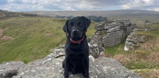 South Moor Vet Alastair Atkinson's dog recovers