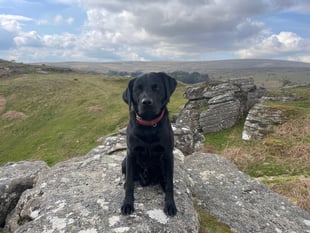 South Moor Vet Alastair Atkinson's dog recovers